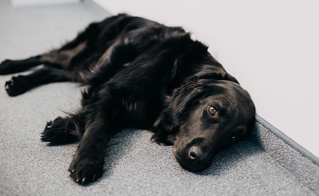 work_officedog work officedog - FEV etamax